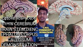 ব্রেইনের মডেল থেকেCerebrumBrain StemVentricleCorpus CallosumDiencephalon BrainampEyeballAnatomy [upl. by Phelips631]