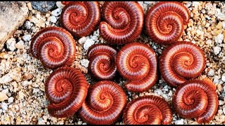 Millipedes 1millipede insects frog babyanimals nature [upl. by Beutner841]