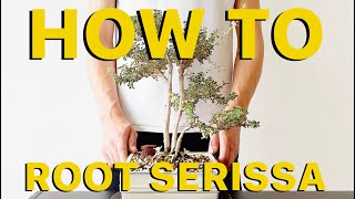 How to root Serissa bonsai cuttings in 3 weeks  3 years progression 4K [upl. by Pillow]