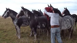 INCREIBLE TROPILLA ENTABLADA DE 10 CABALLOS  VENDIDA  WWWLOSEQUINOSCOM [upl. by Aivat564]