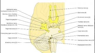 IMAIOS eanatomy [upl. by Acinomaj]