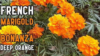 French Marigold Bonanza Deep Orange Tagetes patula Flowers Leaves and Plant Identification [upl. by Annahahs]