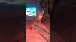 LMAO shortvideo funny mycatchannel cat petschannel yourcat funnycats [upl. by Ahsat]