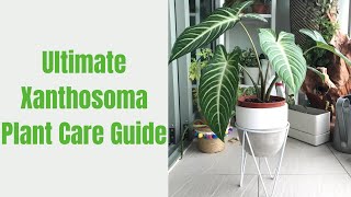 Ultimate Xanthosoma Plant Care Guide Tips for Thriving Elephant Ear Plants [upl. by Faulkner]