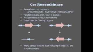 Recombinases [upl. by Dosi]