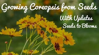 Growing Coreopsis from Seeds  With Full Updates [upl. by Suez]