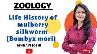 Life History of Mulberry silkworm Bombyx mori Notes Economic zoology [upl. by Nickie581]