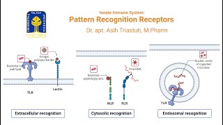 ImmunologyPattern Recognition Receptors PRRs PRRsImmunologyLectureNote [upl. by Jody]