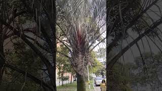 Dypsis decaryi Palmera triangular [upl. by Ymeraj]