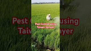 Fighting Pests amp Fungus with Taiwan Sprayers  Valxtra Trozen amp Permethrin on 2Acre Paddy Field 🌾 [upl. by Endres]