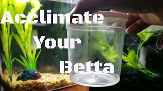 HOW TO ACCLIMATE A BETTA FISH 2018 [upl. by Aikemehs]