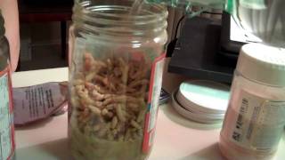 Pine Pollen How to Forage amp Tincture at Home  Cheap and Easy [upl. by Abbie]