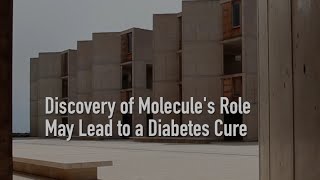 Discovery of Molecules Role May Lead to a Diabetes Cure [upl. by Ybanrab]