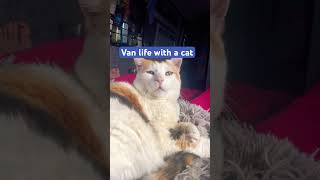 Waking Up With A Cat View 🐱‍🏍 [upl. by Dwain]