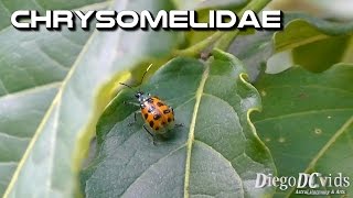 Diabrotica undecimpunctata  Spotted cucumber beetle Chrysomelidae [upl. by Melisa99]