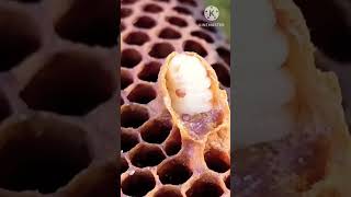 Varror mite Bee parasites Easy Mind Hindi varrormite parasites short [upl. by Ayhtak]