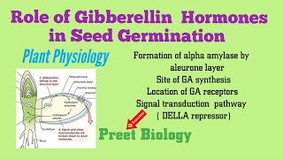 Role of Gibberellin Hormones in Seed Germination ll Plant Physiology [upl. by O'Rourke572]