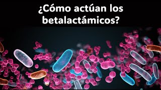 ¿Cómo actúan los betalactámicos [upl. by Rimhsak]