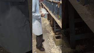 Judging the pekins at the national poultry show [upl. by Geithner]