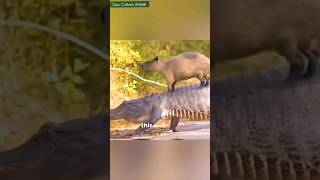 Capybaras and Crocodiles The Surprising peaceful Coexistence [upl. by Pillihp554]