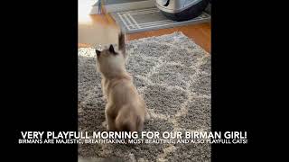 Seal Point Birman Cat being super playful [upl. by Suicul89]