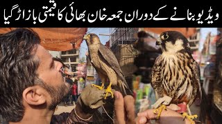 Eagles، Shaheen، Falcon And Shikra Easily Available At saddar birds market [upl. by Aihsemot394]