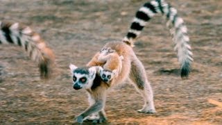 Exploring the Island of Lemurs Madagascar [upl. by Eed]