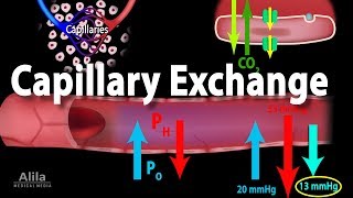 Capillary Exchange and Edema Animation [upl. by Einaffyt]