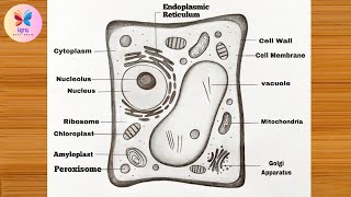 Plant Cell Diagram Easy  How to Draw Plant Cell Drawing StepbyStep  labeled Science Project [upl. by Alcina]