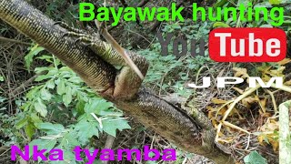 Bayawak hunting with dogs [upl. by Isola]