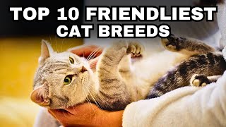 Top 10 Friendliest Cat Breeds [upl. by Metcalf557]