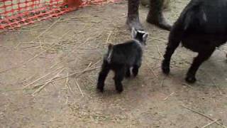 Pygmy Goat Happy Dance [upl. by Urita959]