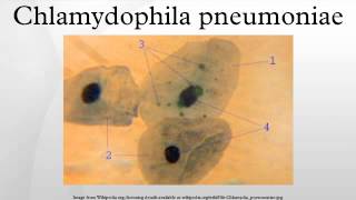 Chlamydophila pneumoniae [upl. by Magee183]