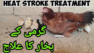 Garmi k bukhar ka ilaj  Treatment of Heat stroke in Aseel chickens  Aseel Summer Care Tips [upl. by Enelav199]