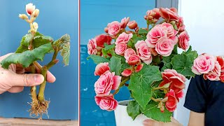 Begonia is ravishing flower Propagate by cuttings in sand at home [upl. by Suolevram]