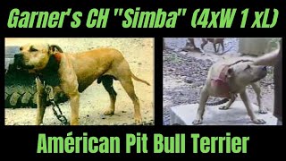 Garners CH quotSimbaquot 4xW 1xL APBT GAMEDOG [upl. by Jack946]