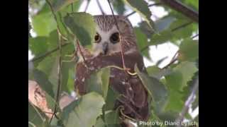 A Beautiful Little Saw Whet Owl Flies Free [upl. by Ardnassela]