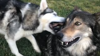 Husky Has Enough of Playing With Wolf [upl. by Ahseid]