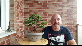 Cómo hacer un BONSAI de Chamaecyparis Obtusa Nana [upl. by Hedy784]