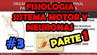 Video de Fisiologia Sistema Motor y Reflejos  Huso Muscular  Motoneuronas [upl. by Grimaldi]