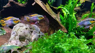 Пельвикахромисы и киллифиш  Pelvicachromis taeniatus quotNigeria Redquot killifish and other [upl. by Nnayllehs]