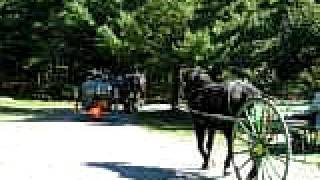 Cart horses Belgian Percheron and Haflinger Acadia Maine [upl. by Adnara20]