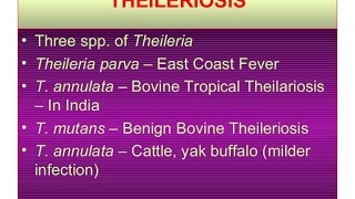 Theileriosis  East Coast Fever [upl. by Whang]