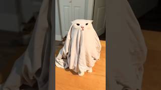 Cat Dress As A Ghost For Halloween [upl. by Halonna634]