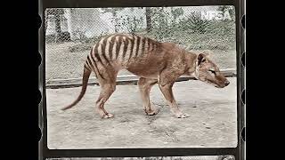 Tasmanian Tiger in Colour [upl. by Strage]