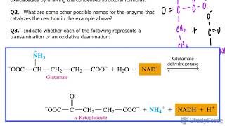 Transamination and Oxidative Deamination [upl. by Atina362]