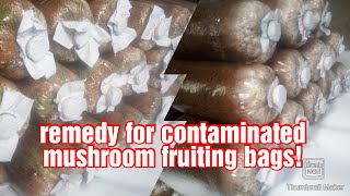 Remedy for contaminated mushroom fruiting bags [upl. by Aremus]