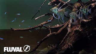 South American Biotope Aquarium  Relaxing Cinematic [upl. by Kahlil]