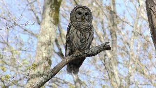 Barred Owl Hooting HD [upl. by Hamachi]