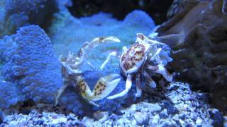 Porcelain Anemone Crab Neopetrolisthes maculosus [upl. by Nahgaem]